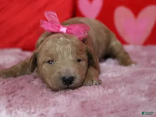 Goldendoodle dogs Sunkist - Ad 24