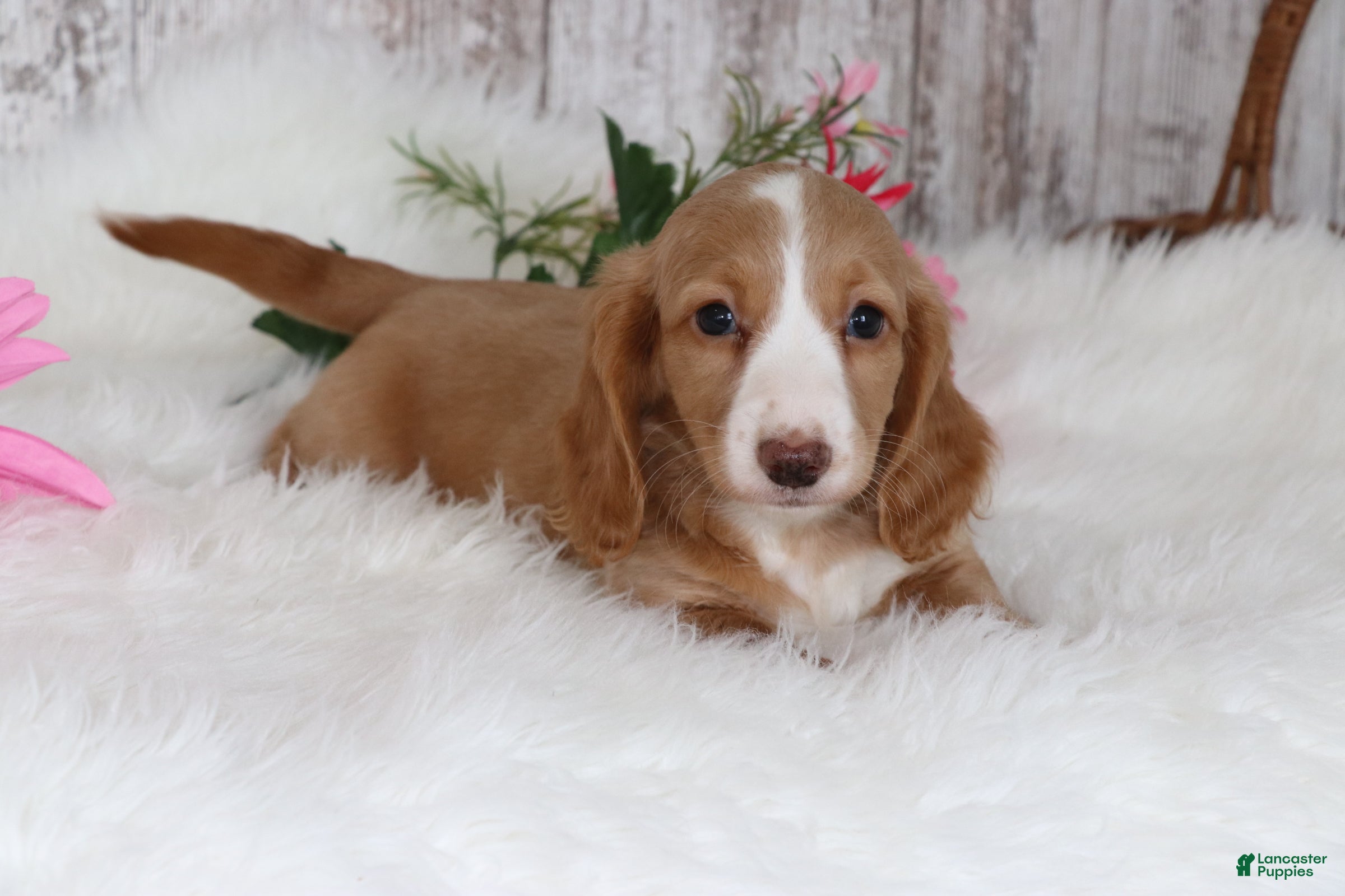 Miniature Dachshund dogs for sale: Bubbles  - Ad 2