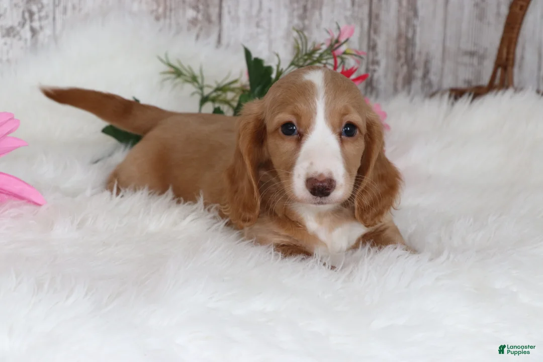 Miniature Dachshund dogs for sale: Bubbles  - Ad 1