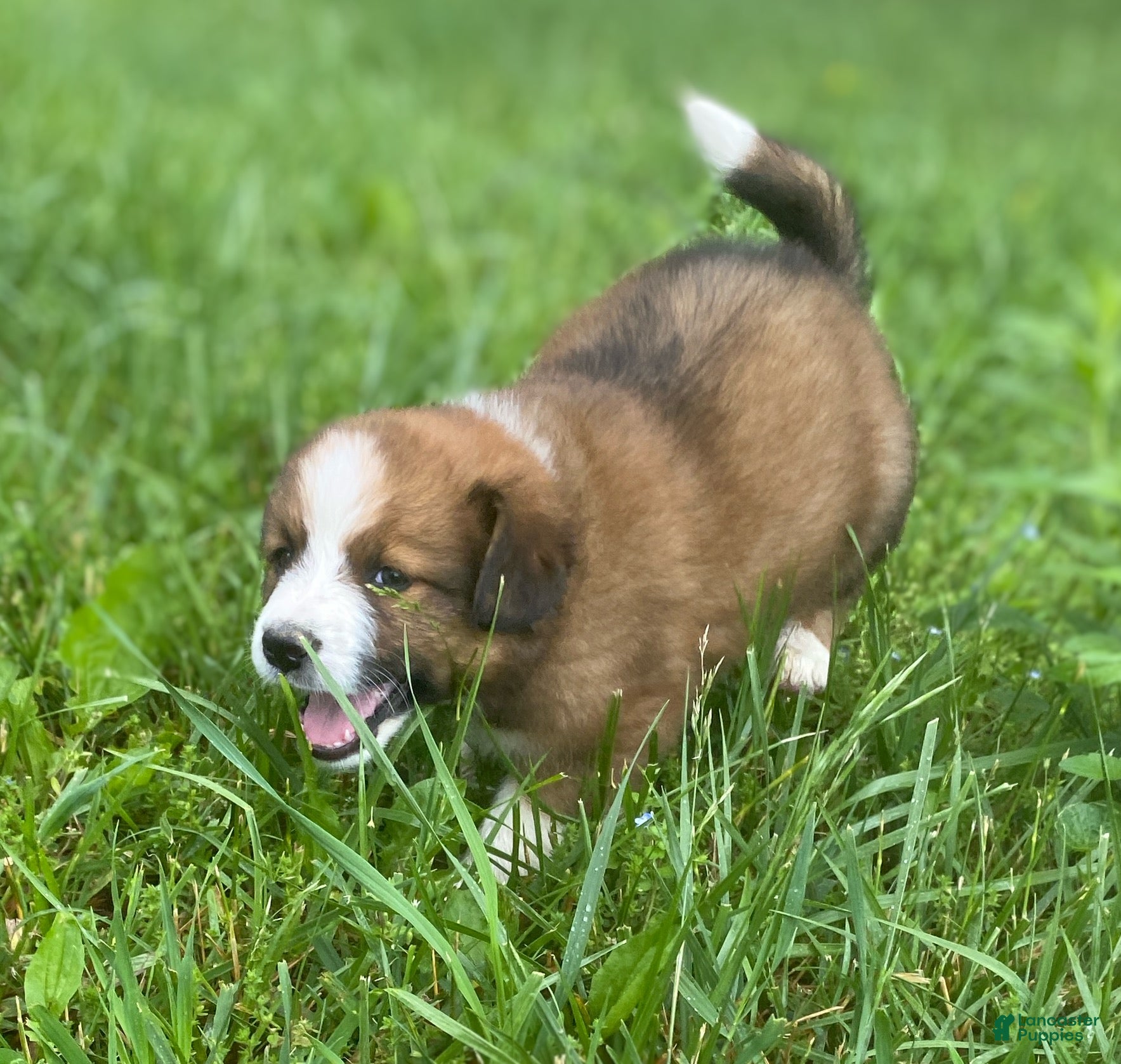 Mixed Breed dogs for sale: ♥️SWEET RIVER♥️ - Ad 3