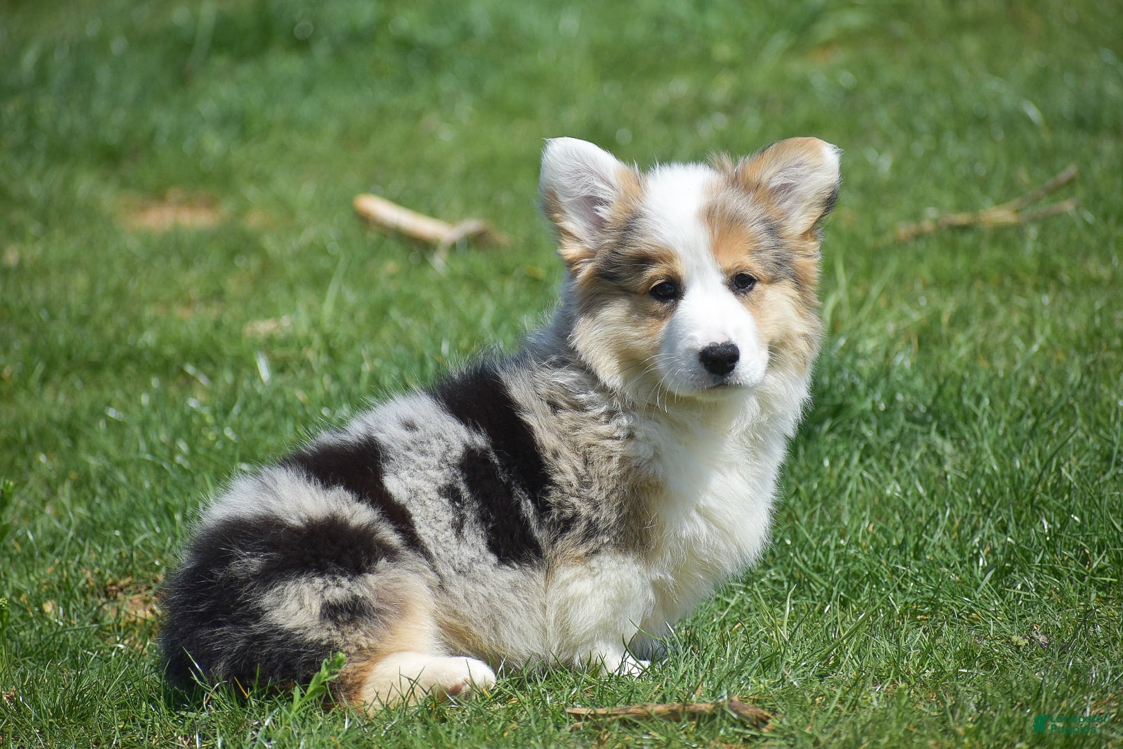Welsh Corgi Pembroke dogs Loretta - Ad 2
