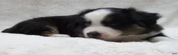 Miniature Australian Shepherd dogs for sale: Buster - Ad 4