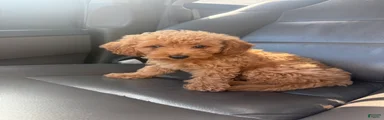 Mini Goldendoodle 3