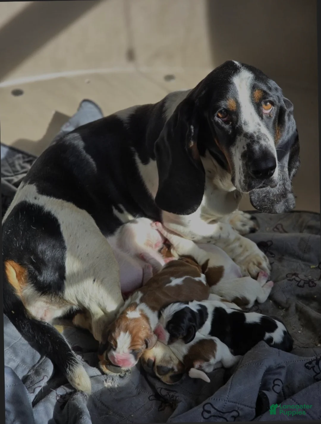 Basset Hound dogs for sale: Niv-Mizzet - Ad 3