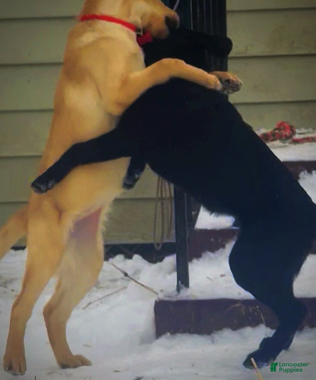 Labrador Retriever dogs for sale: Labrador Retriever Puppy 1 - Ad 12