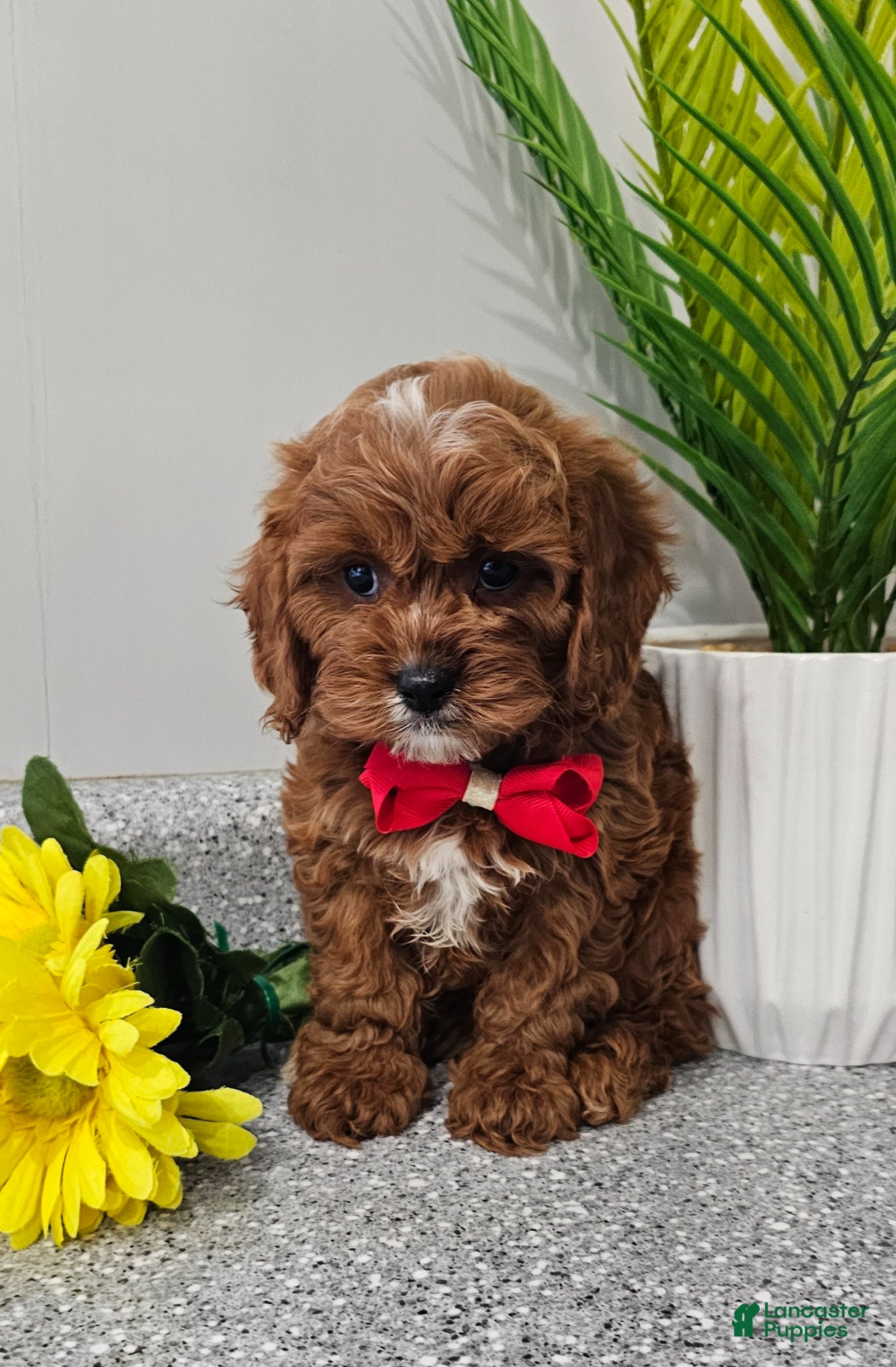 Cavapoo dogs Maxwell  - Ad 2