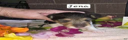 Wire Fox Terrier dogs for sale: (Jena) Wire Fox Terrier 3 - Ad 3
