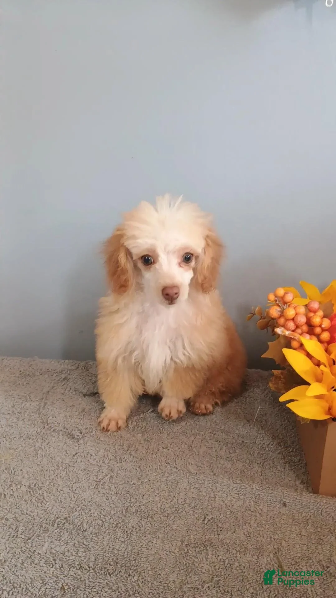 Toy Poodle dogs for sale: Toy Poodle 4 - Ad 2