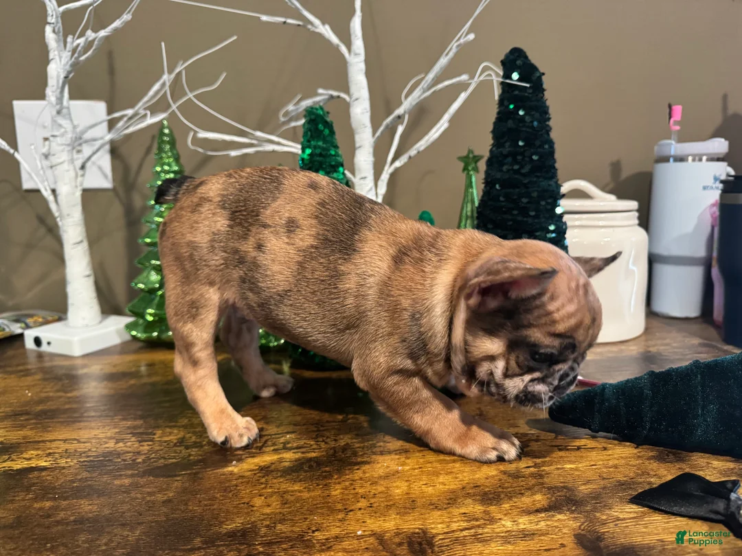 French Bulldog dogs for sale: French Bulldog Puppy 1 - Ad 3