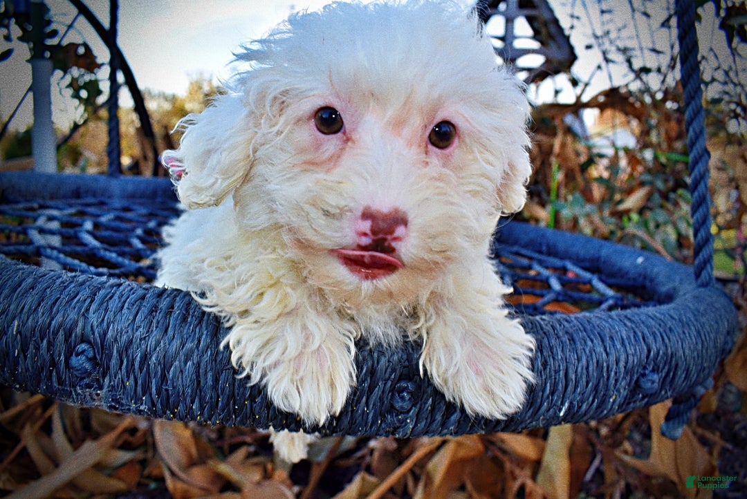 Havapoo dogs for sale: Queenie - Ad 2