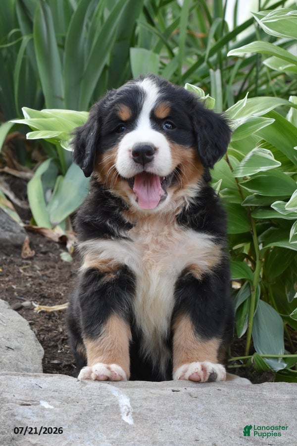 Bernese Mountain Dog dogs Ember - Ad 2