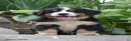 Bernese Mountain Dog dogs for sale: Ember - Ad 2
