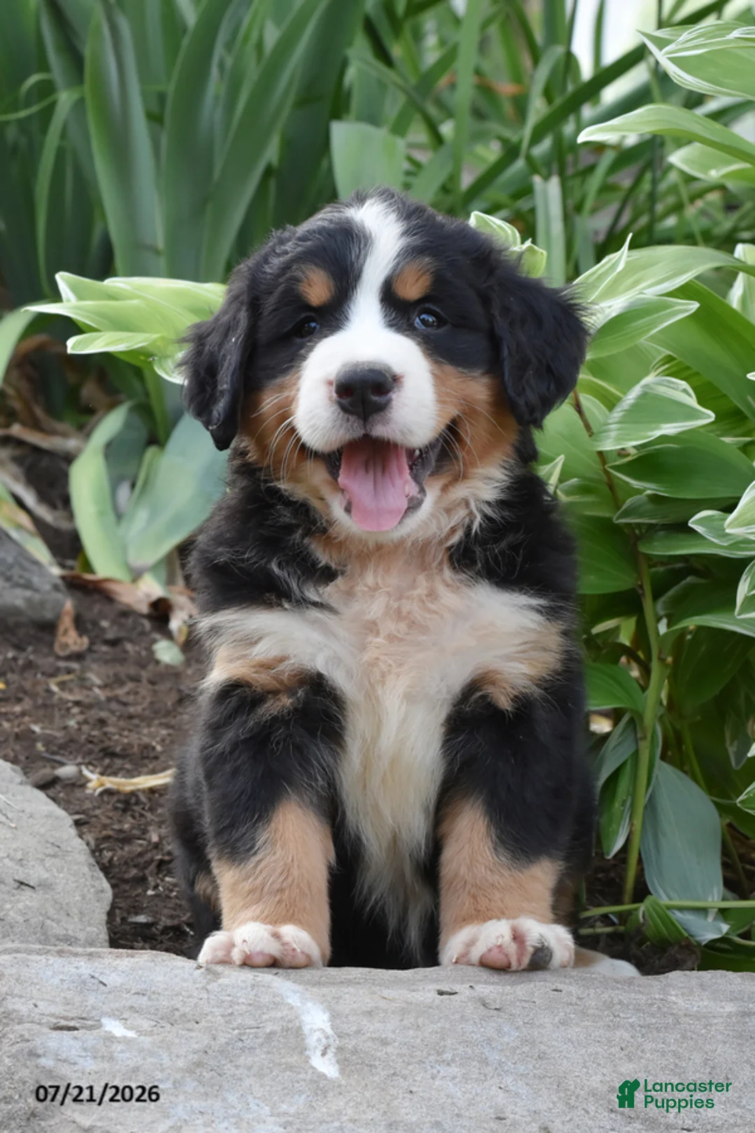 Bernese Mountain Dog dogs for sale: Ember - Ad 2