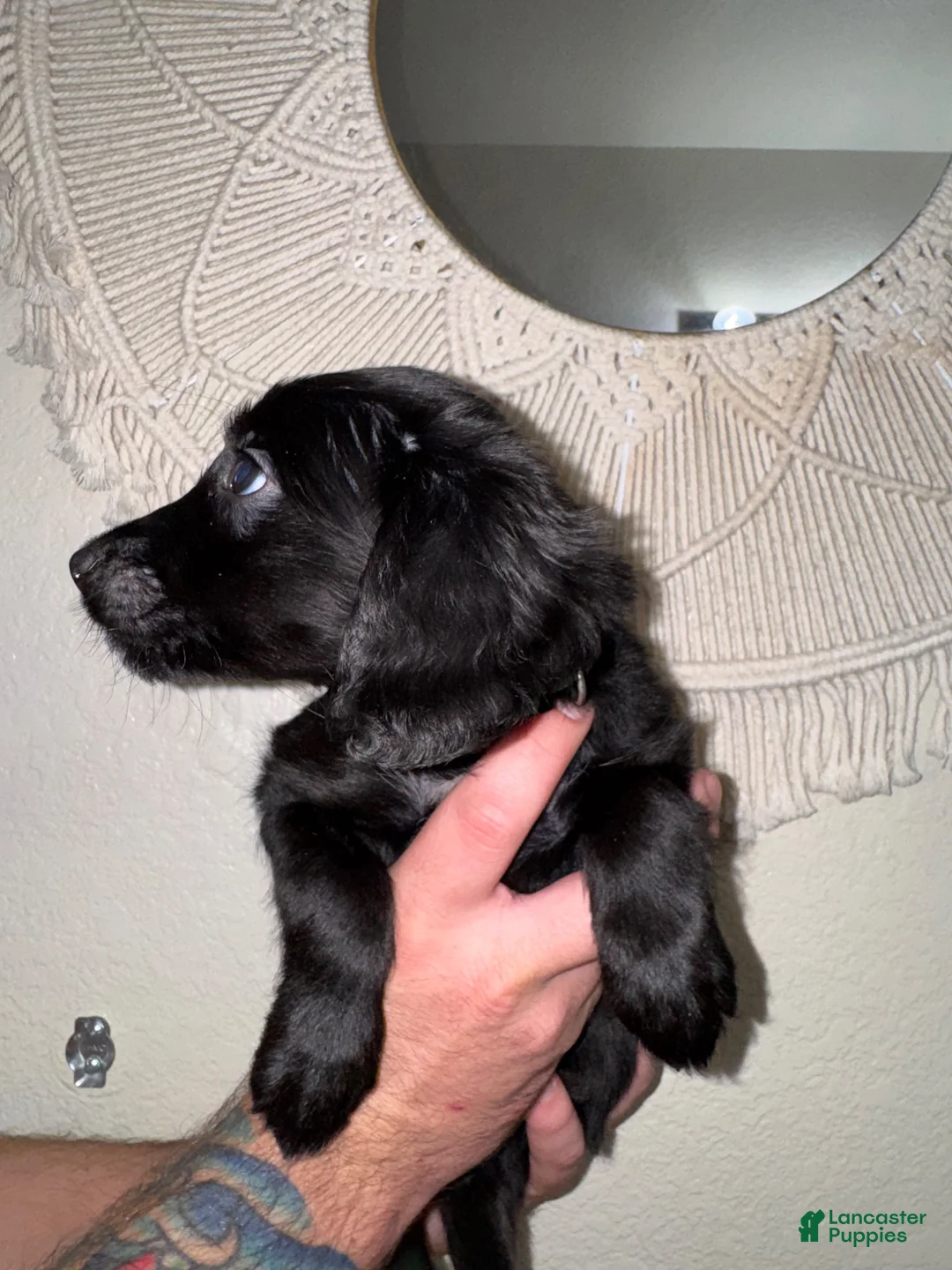 Mixed Breed dogs for sale: Green - Ad 7