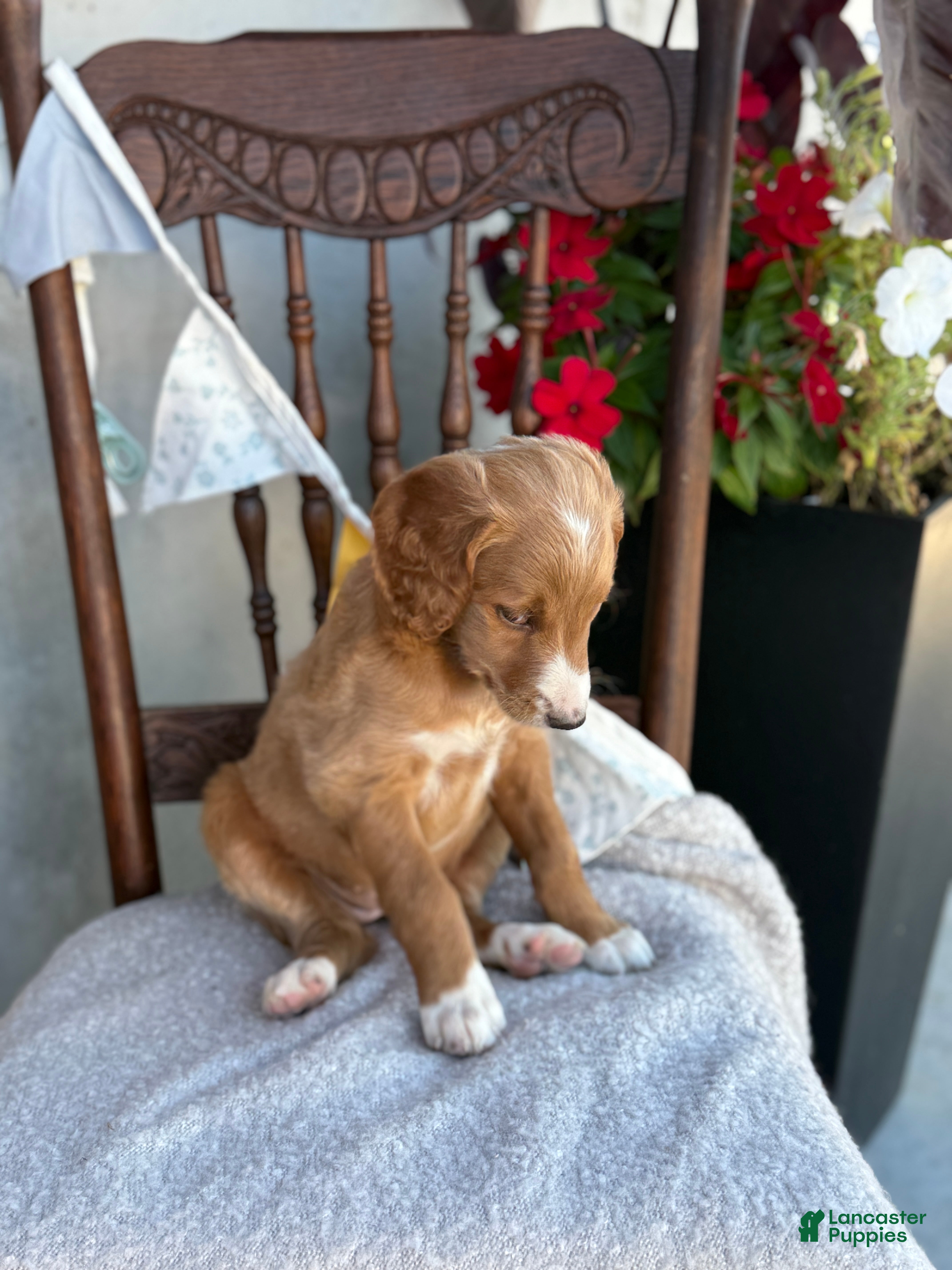 Goldendoodle dogs Cassia - Ad 2