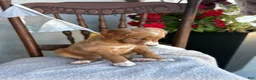 Goldendoodle dogs for sale: Cassia - Ad 2