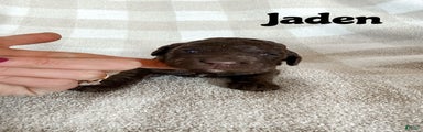 Jaden