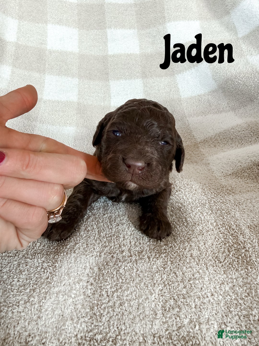 Aussiedoodle dogs for sale: Jaden - Ad 1