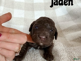 Aussiedoodle dogs Jaden - Ad 38
