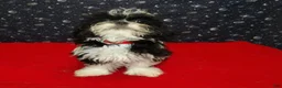 Shih Tzu dogs for sale: Margaret - Ad 4