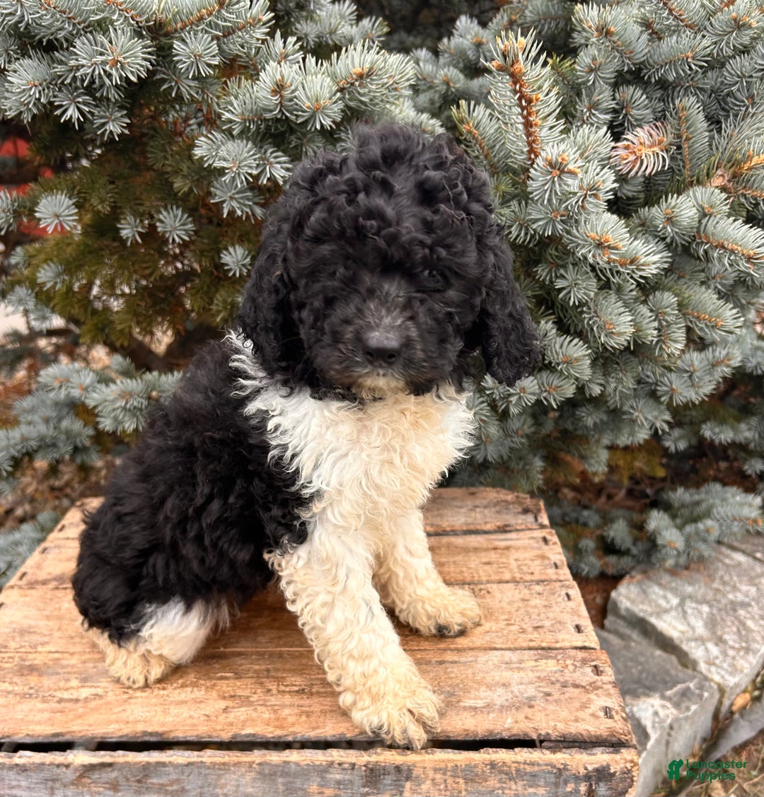 Cockapoo dogs for sale: Luna  - Ad 2