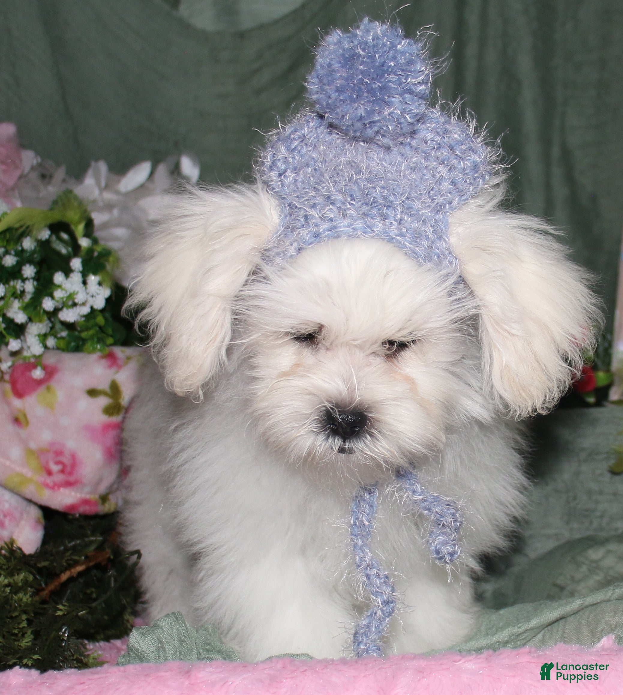 Shihpoo dogs JoJo  - Ad 1