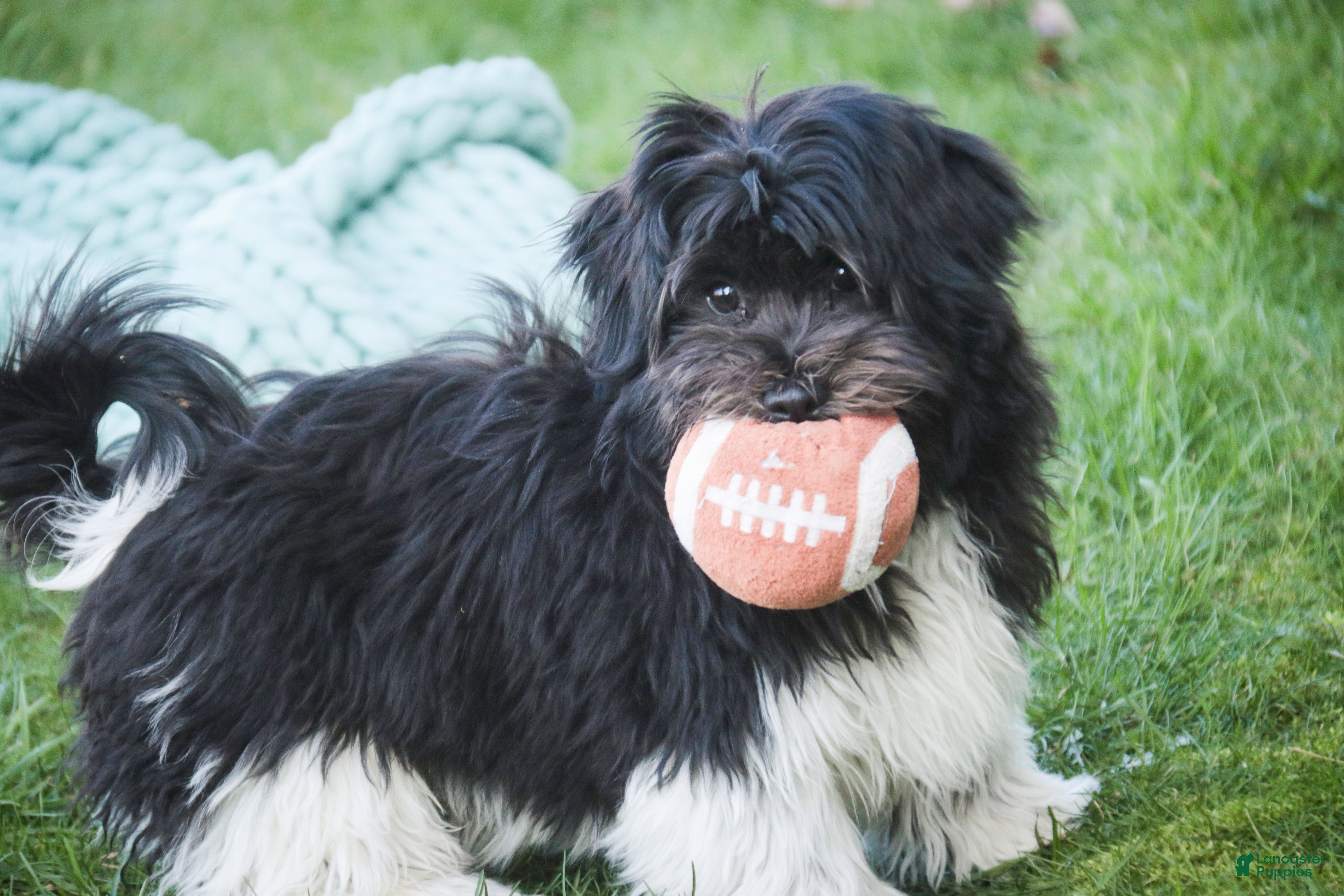 Havanese dogs Oreo - Ad 1