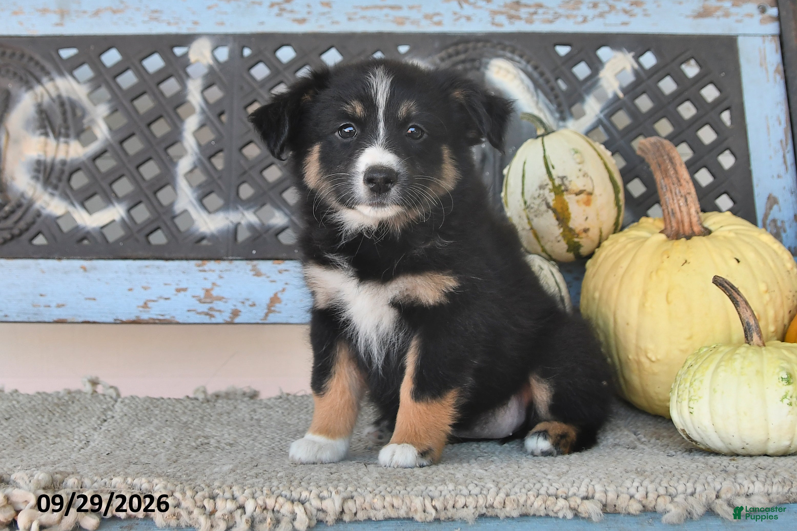 Australian Shepherd dogs Charlotte - Ad 2