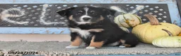 Australian Shepherd dogs for sale: Charlotte - Ad 2