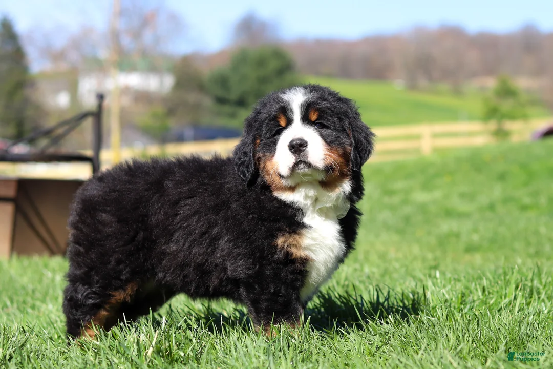 Bernese Mountain Dog dogs for sale: Drew - Ad 2