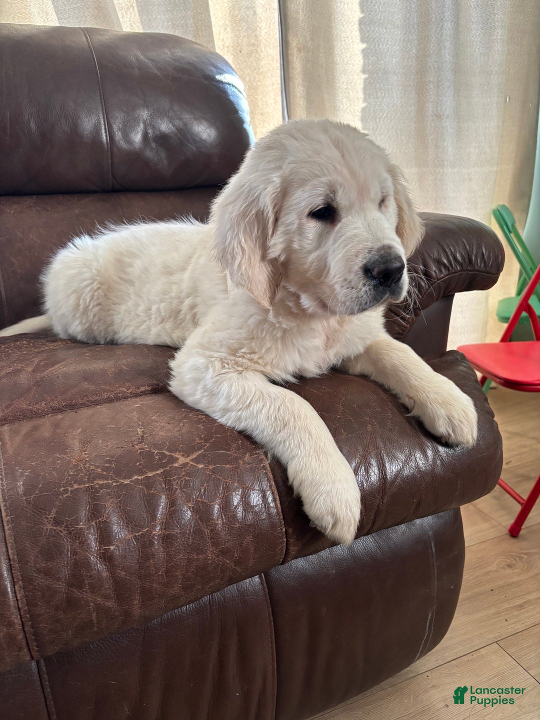 Golden Retriever dogs for sale: Bear  - Ad 4