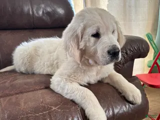 Golden Retriever dogs Bear - Ad 26