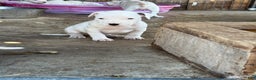Dogo Argentino dogs for sale: Puppy M3 - Ad 38
