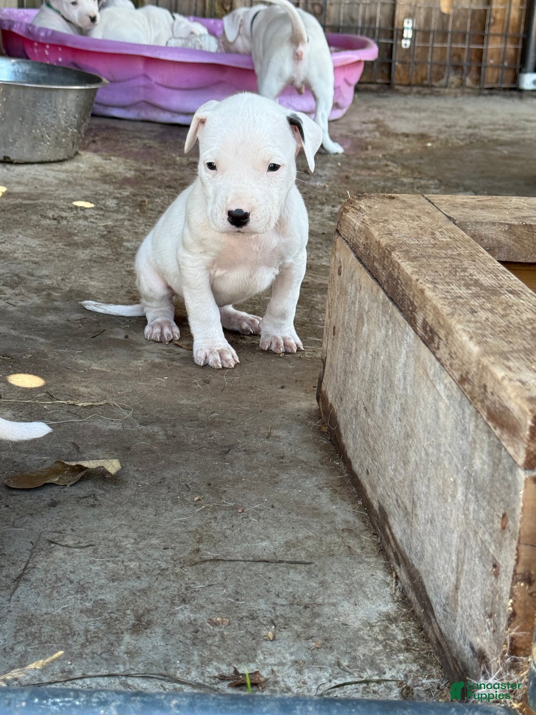Dogo Argentino dogs for sale: Puppy M3 - Ad 38