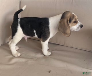 Beagle dogs Male 1 - Ad 2
