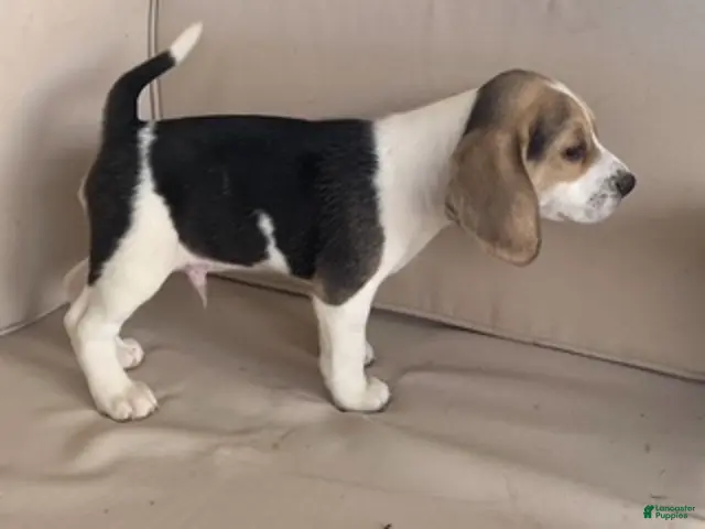Beagle dogs Male 1 - Ad 2