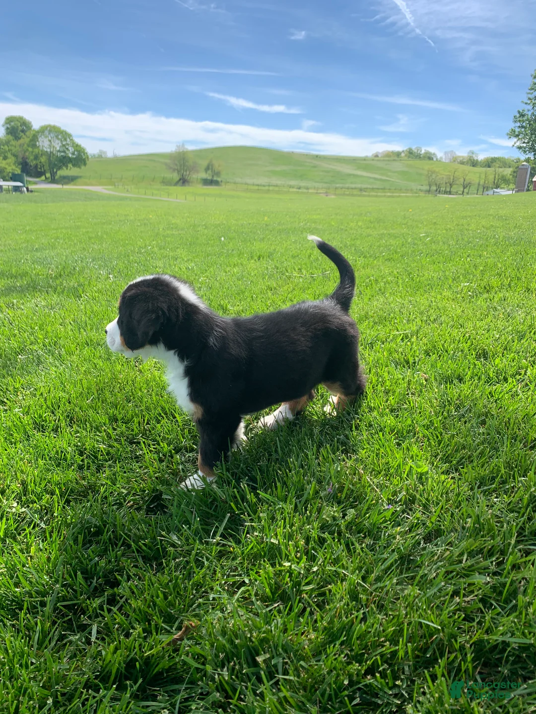 Bernese Mountain Dog dogs for sale: JJ - Ad 18