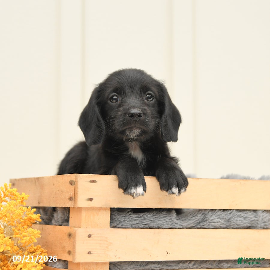Mixed Breed dogs Faye - Ad 2