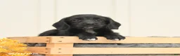 Mixed Breed dogs for sale: Faye - Ad 2