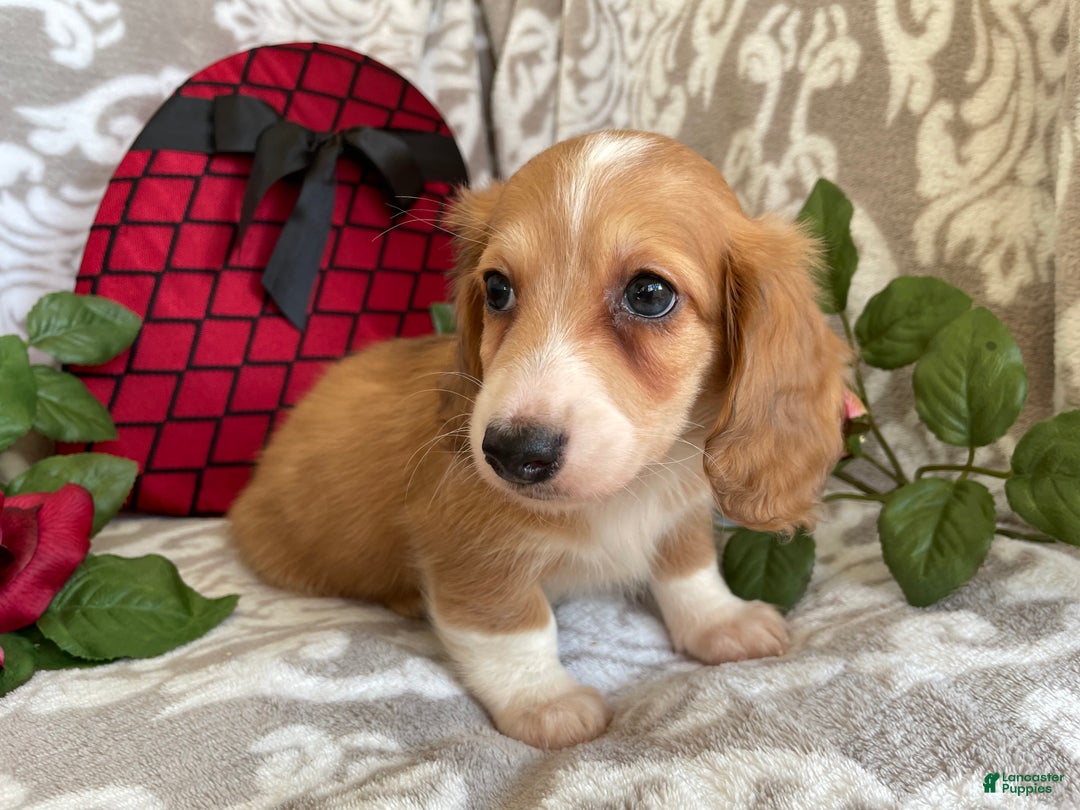 Miniature Dachshund dogs for sale: Blake - Ad 9