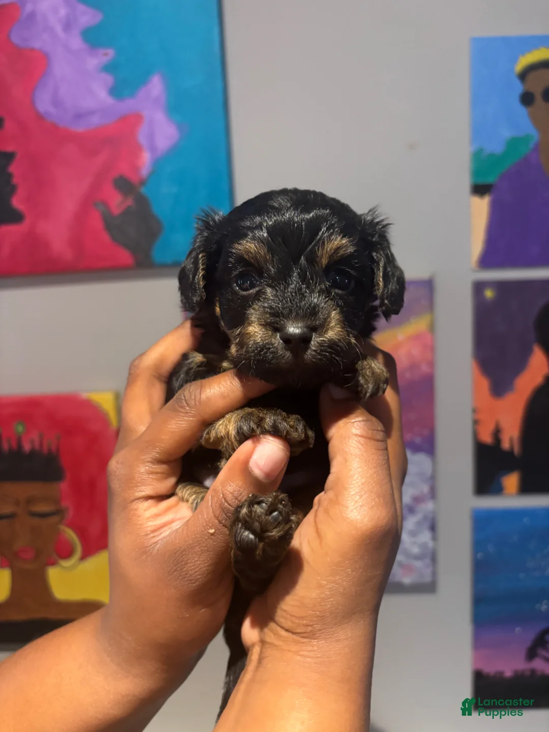 Yorkiepoo dogs for sale:  Puppy 1 - Ad 1