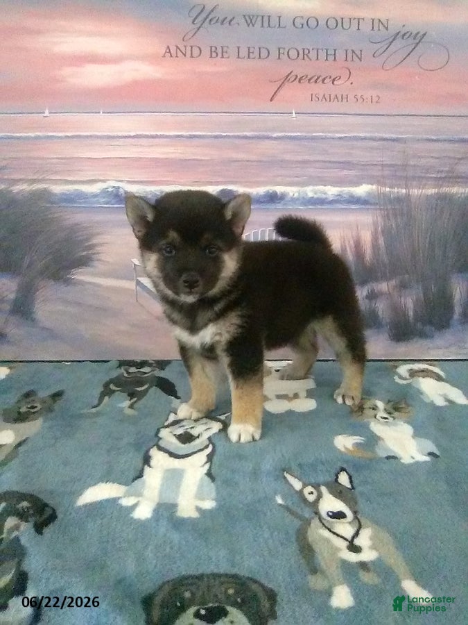 Shiba Inu dogs Bethany - Ad 2