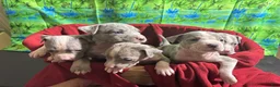 American Pit Bull Terrier dogs for sale: American Pit Bull Terrier Puppy 1 - Ad 13