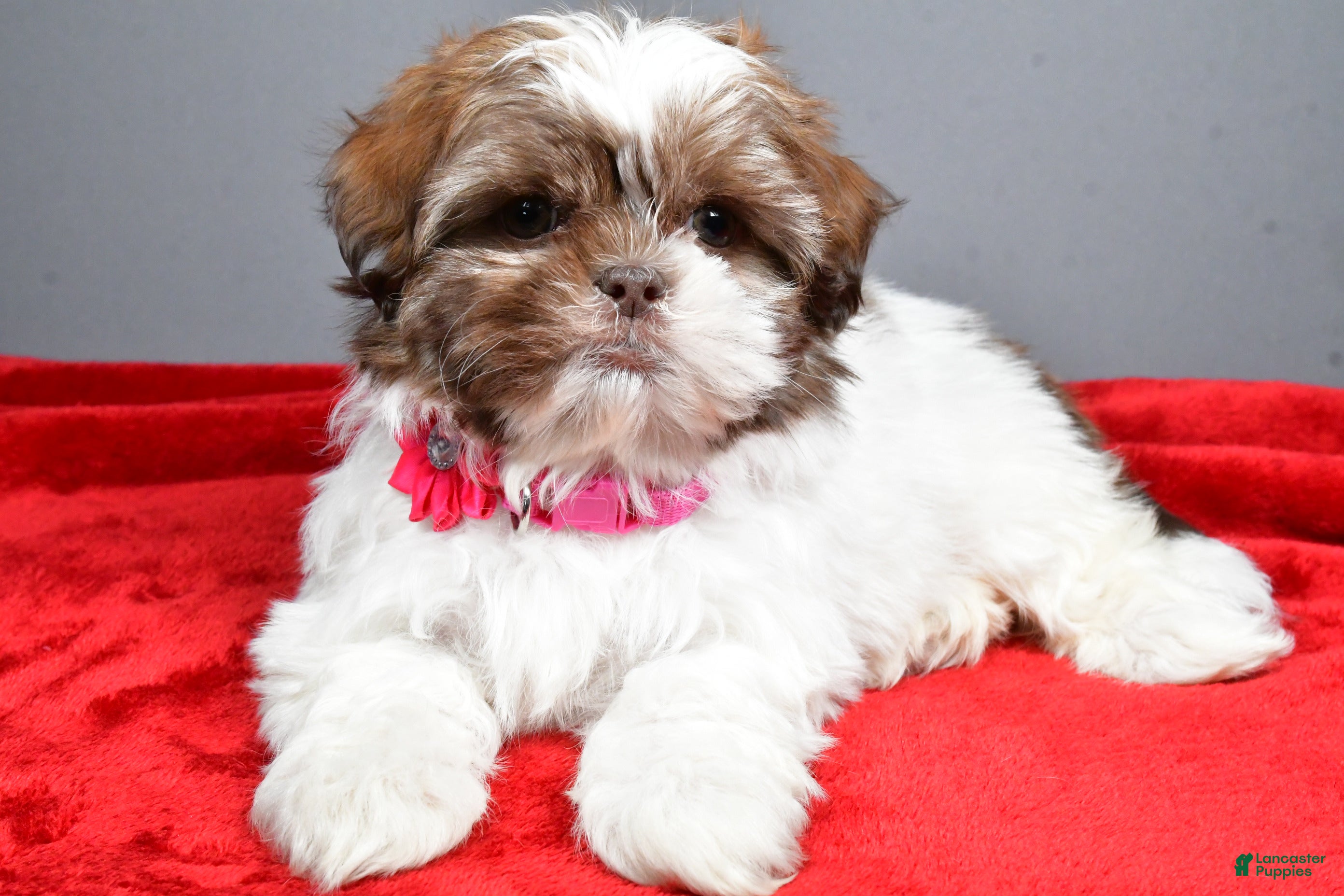 Shih Tzu dogs April - Ad 2