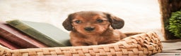 Miniature Dachshund dogs for sale: Gingerbread - Ad 3