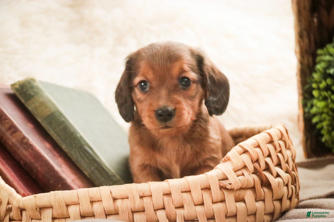 Miniature Dachshund dogs for sale: Gingerbread - Ad 3
