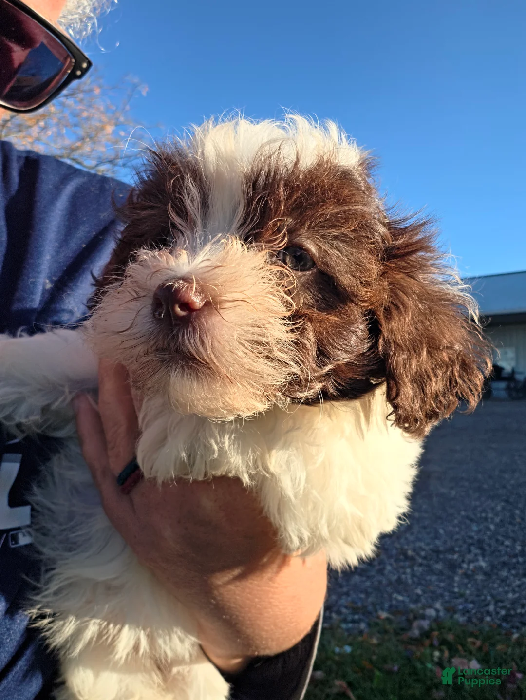 Havanese dogs for sale: Havanese 26105-05 (Female) - Ad 1