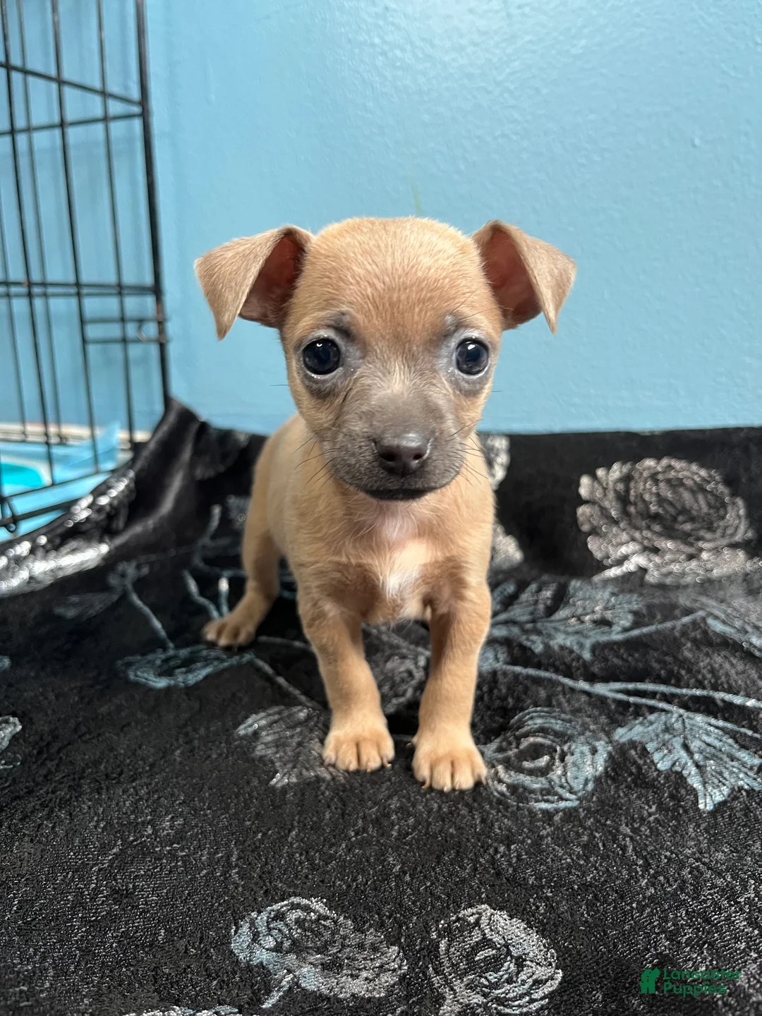 Chihuahua dogs for sale: 🩷MiniChihuahua🩷 - Ad 2
