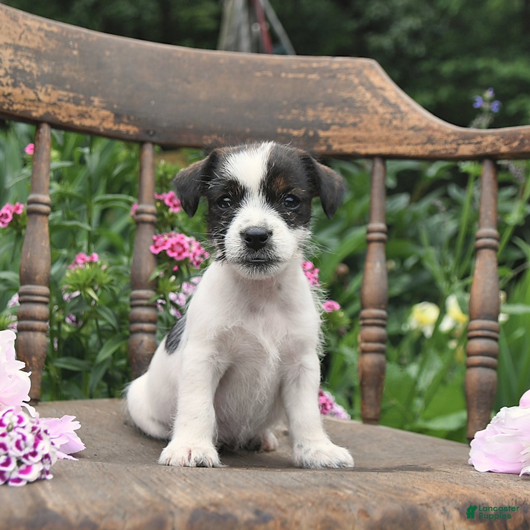 American Staffordshire Terrier Jack Russell Mix American Staffy