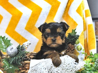 Yorkshire Terrier dogs Blitz - Ad 25